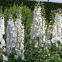Delphinium 'Galahad' (ridderspoor)